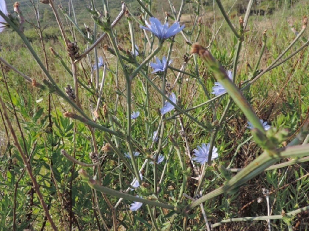 Sardegna nord est - Cichorium intybus